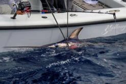 Daiwa Tanacom 1200 Power Assist Electric Reel -Fishing Journey Shop daiwa tanacom 1200 power assist electric reel 74289.1666632311