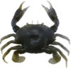 Savage Gear PVC 3D Crab Lures -Fishing Journey Shop savage gear pvc 3d crab lures 18532.1650821692