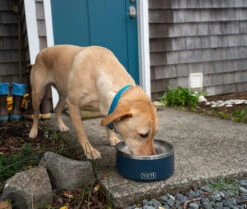 YETI Boomer Dog Bowls -Fishing Journey Shop yeti boomer dog bowls 82133.1651346661